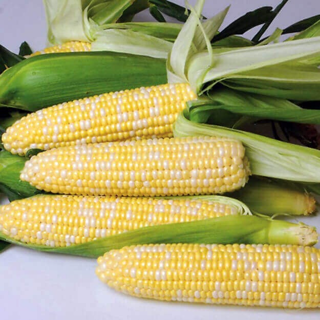 Sweet Corn Nirvana Large - Ontario Seed Company