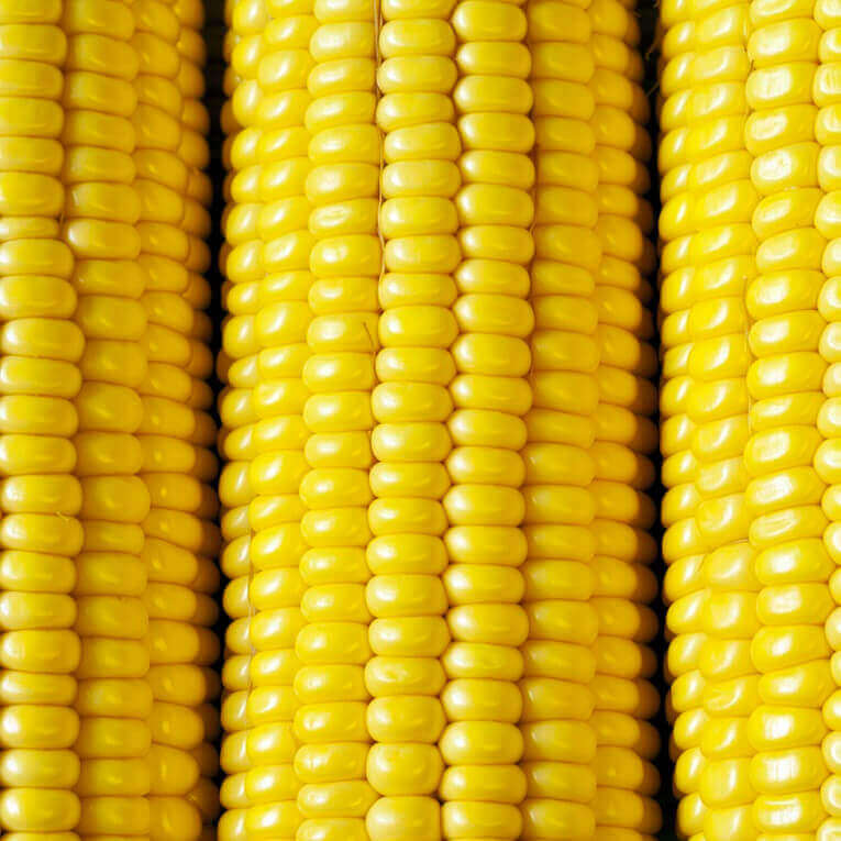 Sweet Corn Sunnyvee Jumbo - Ontario Seed Company - Image 2