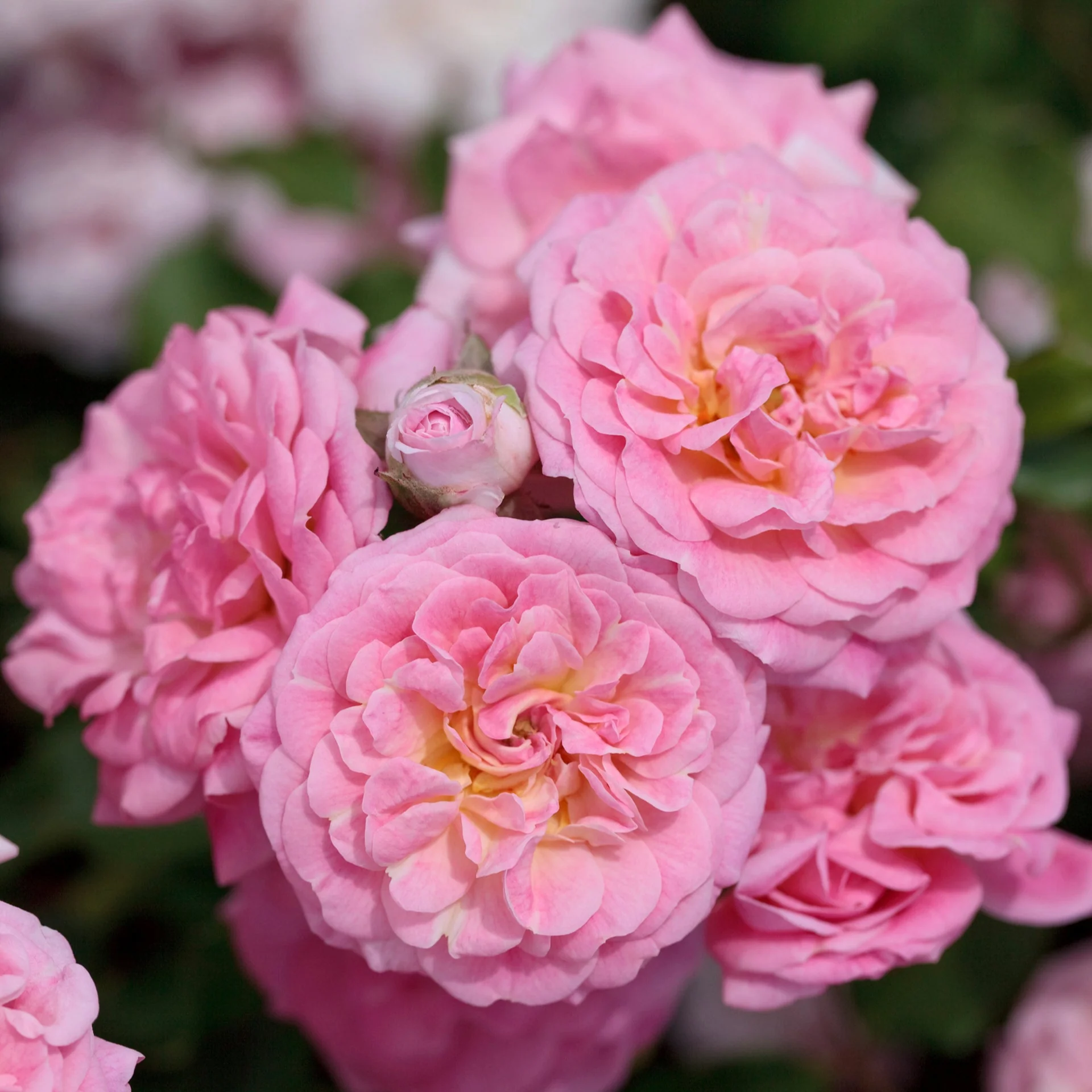 Sweet Drift - Star Roses and Plants