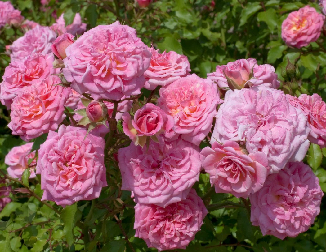 Sweet Drift - Star Roses and Plants - Image 2