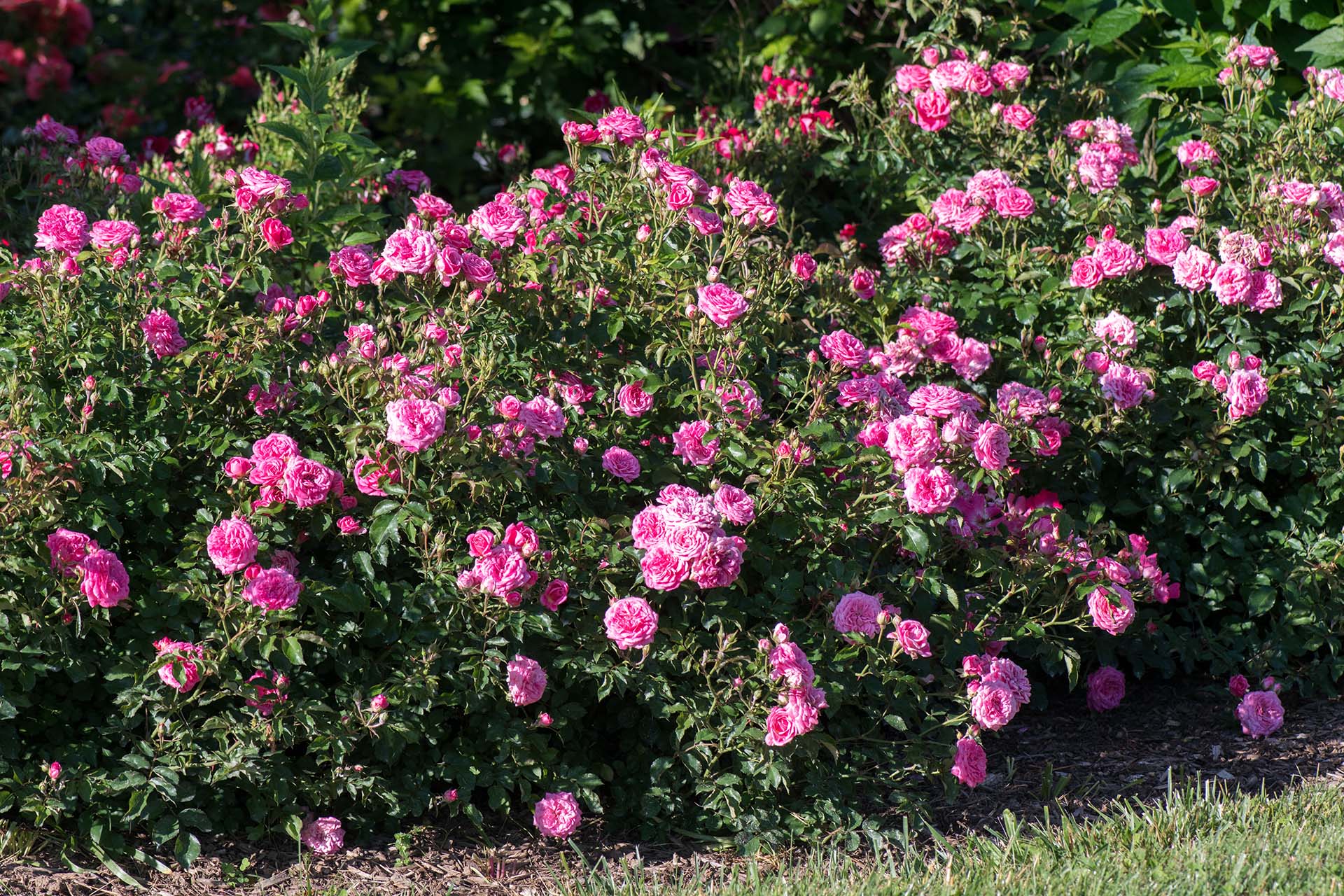 Sweet Drift - Star Roses and Plants - Image 3