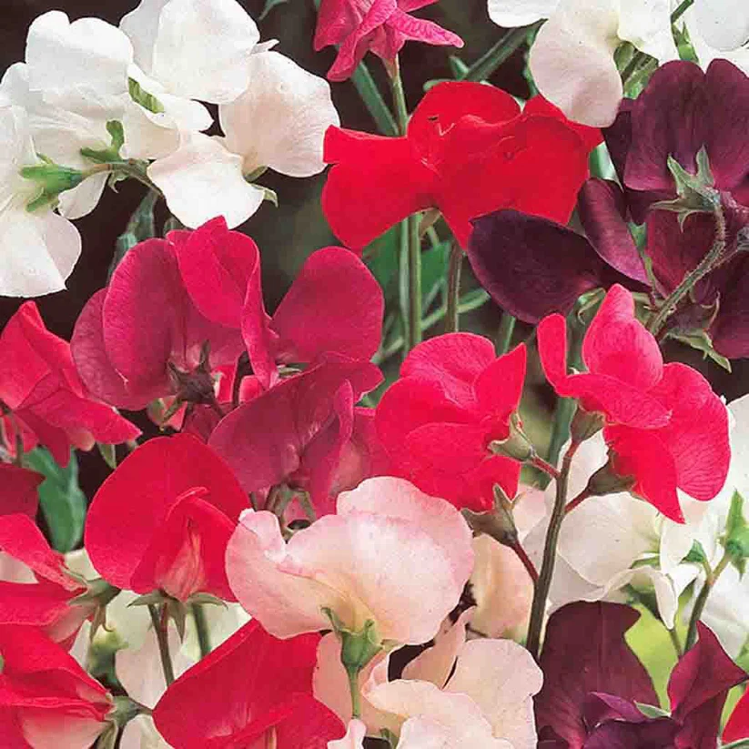 Sweet Pea Knee Hi Value Size - McKenzie Seeds - Image 2