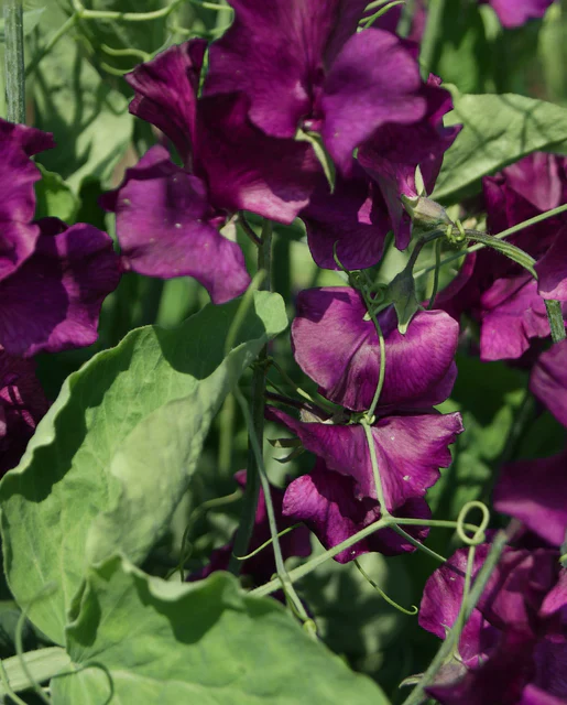 Sweet Peas Midnight - West Coast Seeds - Image 2
