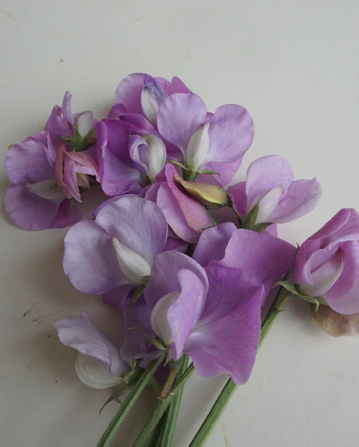 Sweet Peas Royal Family Lavender - West Coast Seeds - Image 2