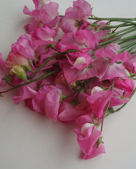 Sweet Peas Royal Family Rose-Pink - West Coast Seeds - Image 2