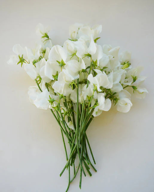 Sweet Peas Royal Family White - West Coast Seeds - Image 2