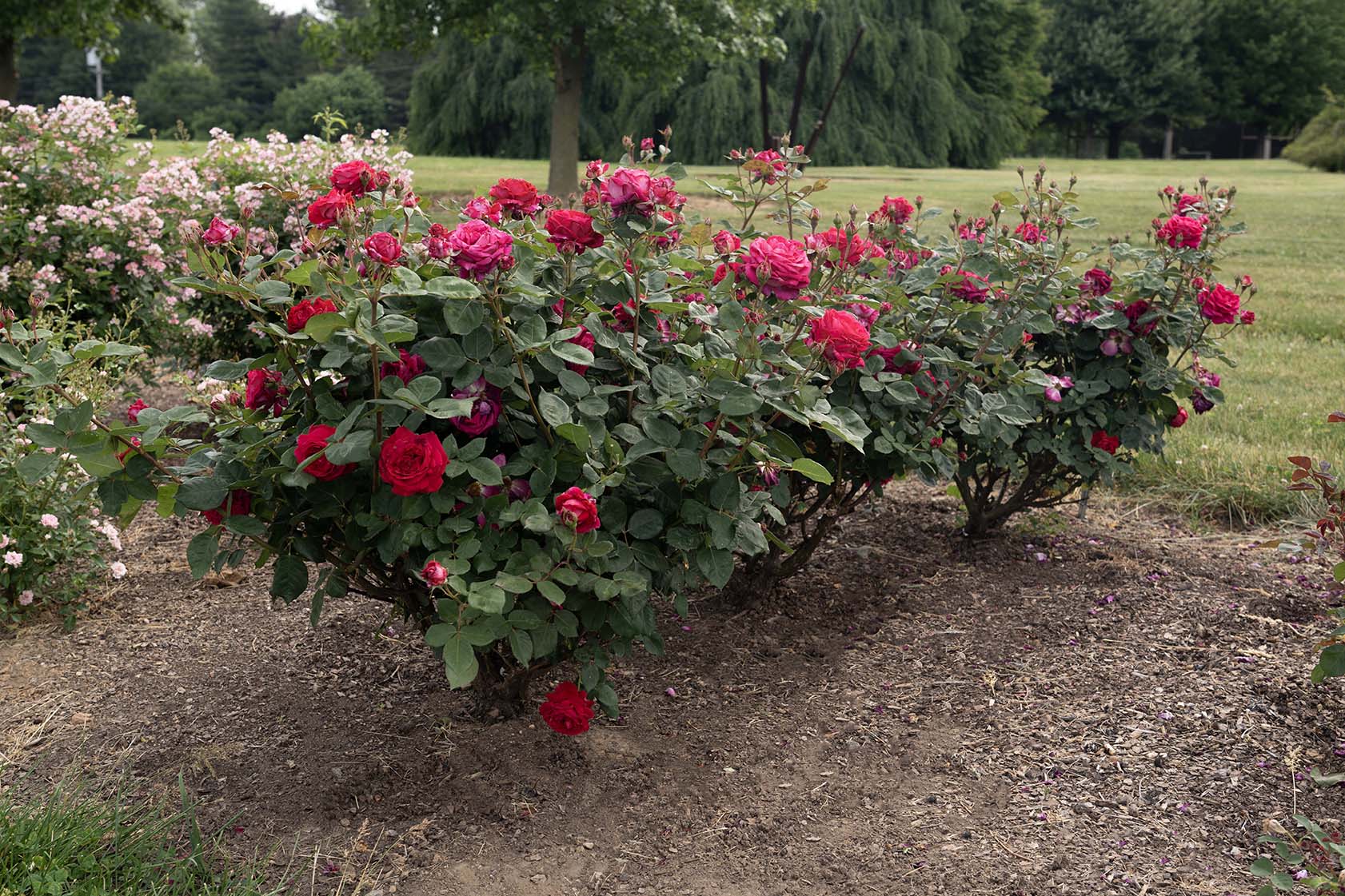 Sweet Spirit™ - Star Roses and Plants - Image 2