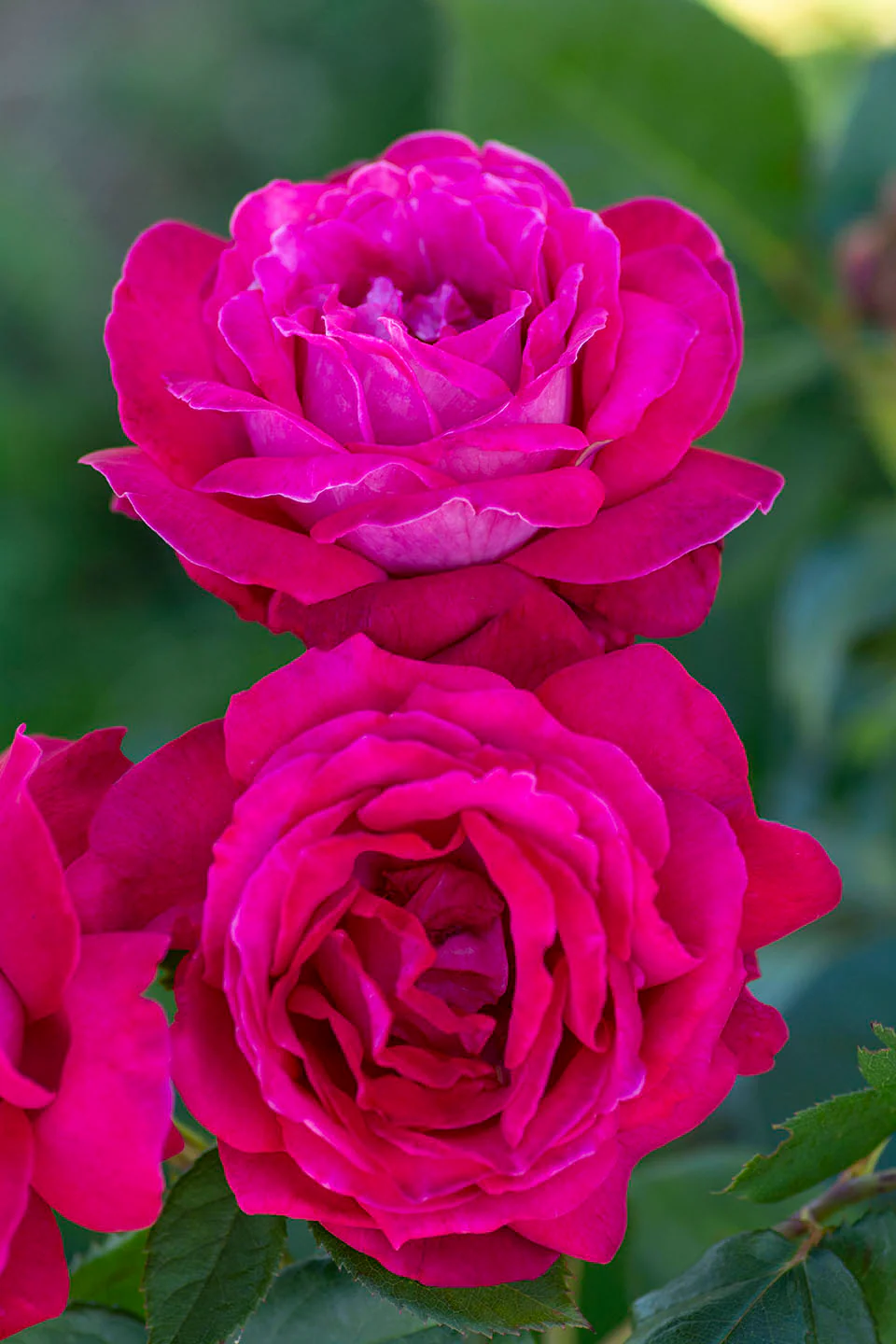 Sweet Spirit™ - Star Roses and Plants - Image 3