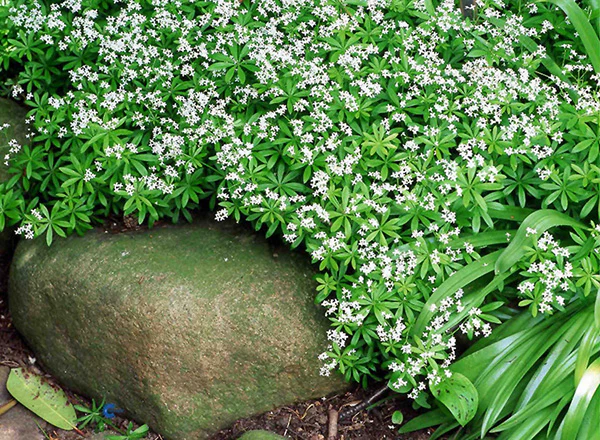 Sweet Woodruff - Odoratum, 1 Pack - Image 2