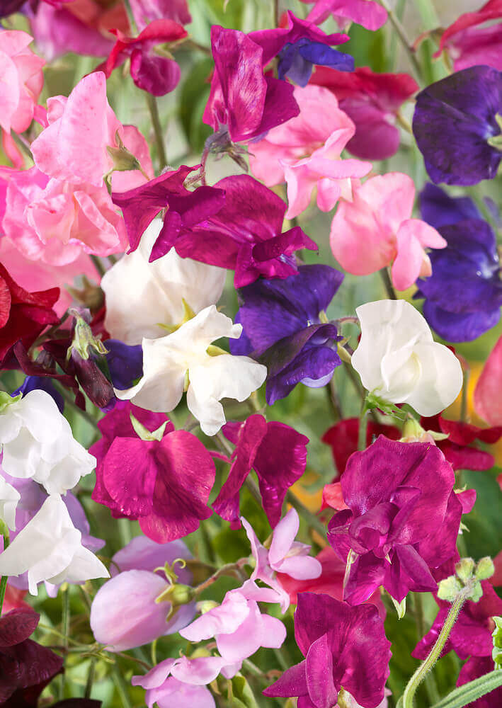 Sweet Peas Royal Family Mixed Colours Jumbo - Ontario Seed Company - Image 2
