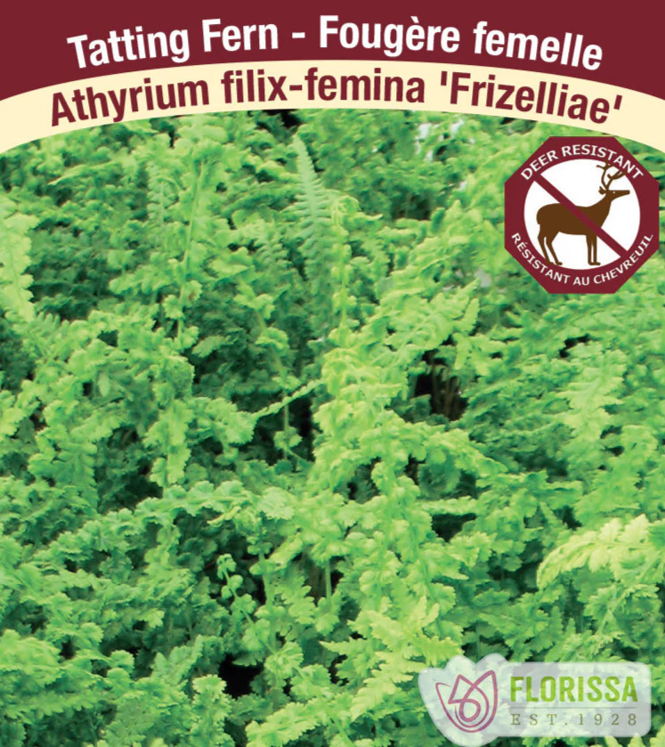Tatting Fern - Frizelliae, 1 Pack