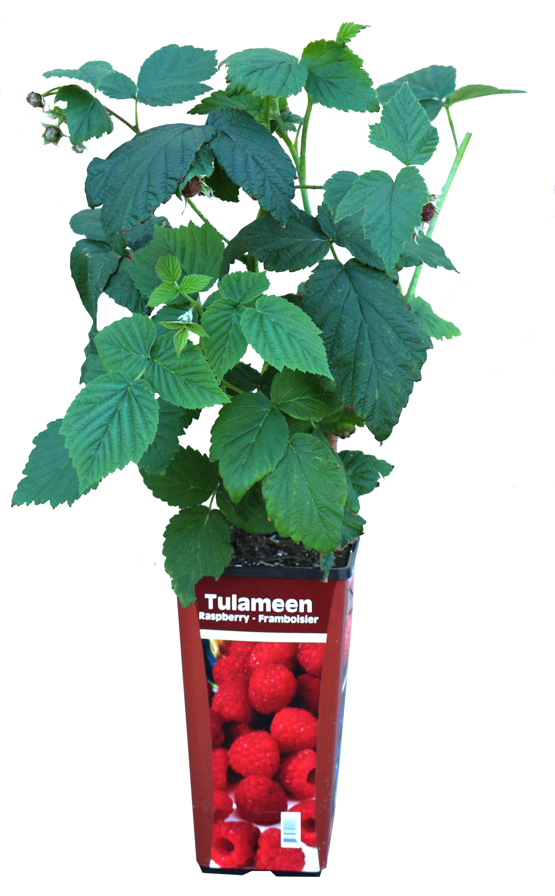 Tayberry - Image 4