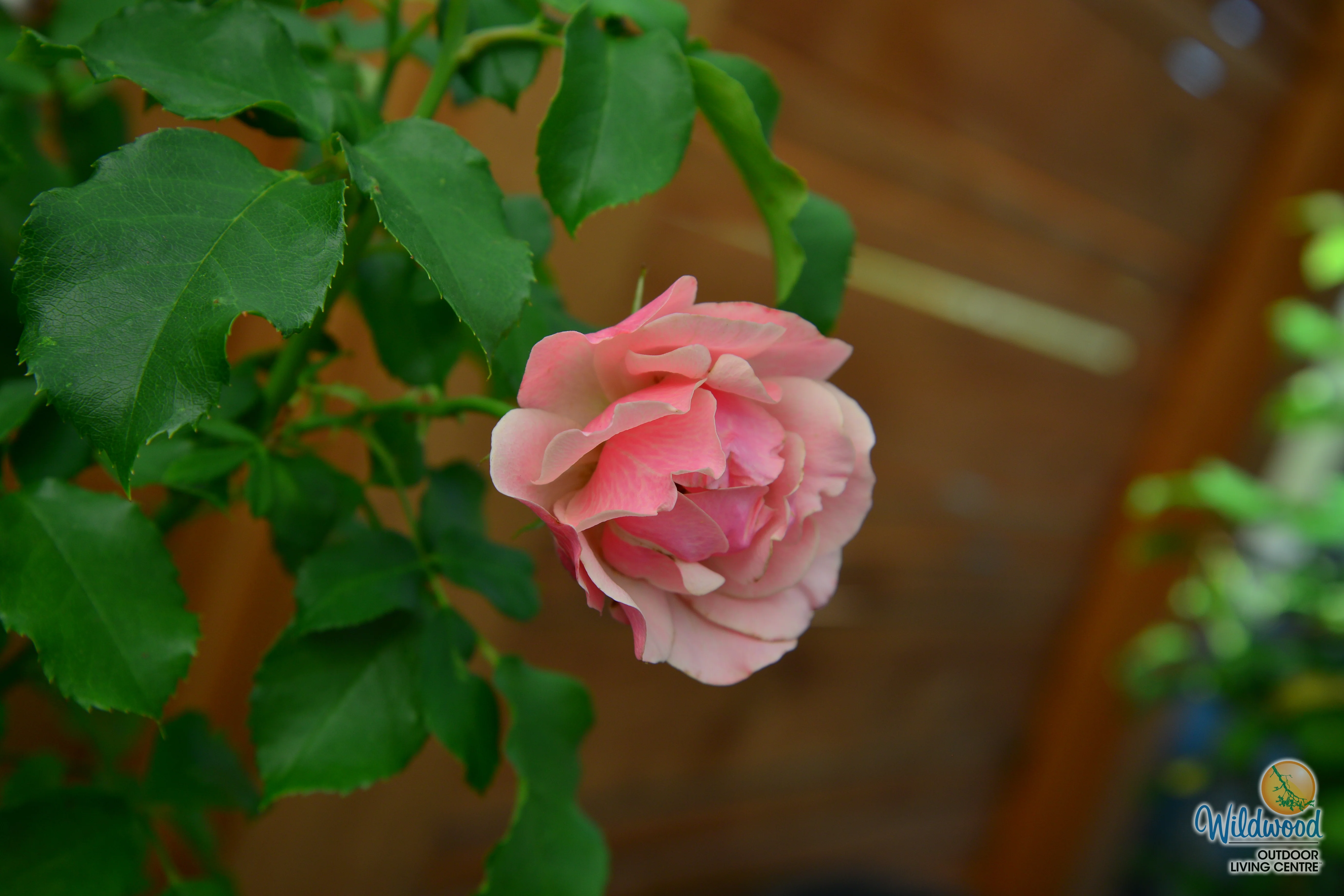 Tequila Supreme - Star Roses and Plants - Image 5