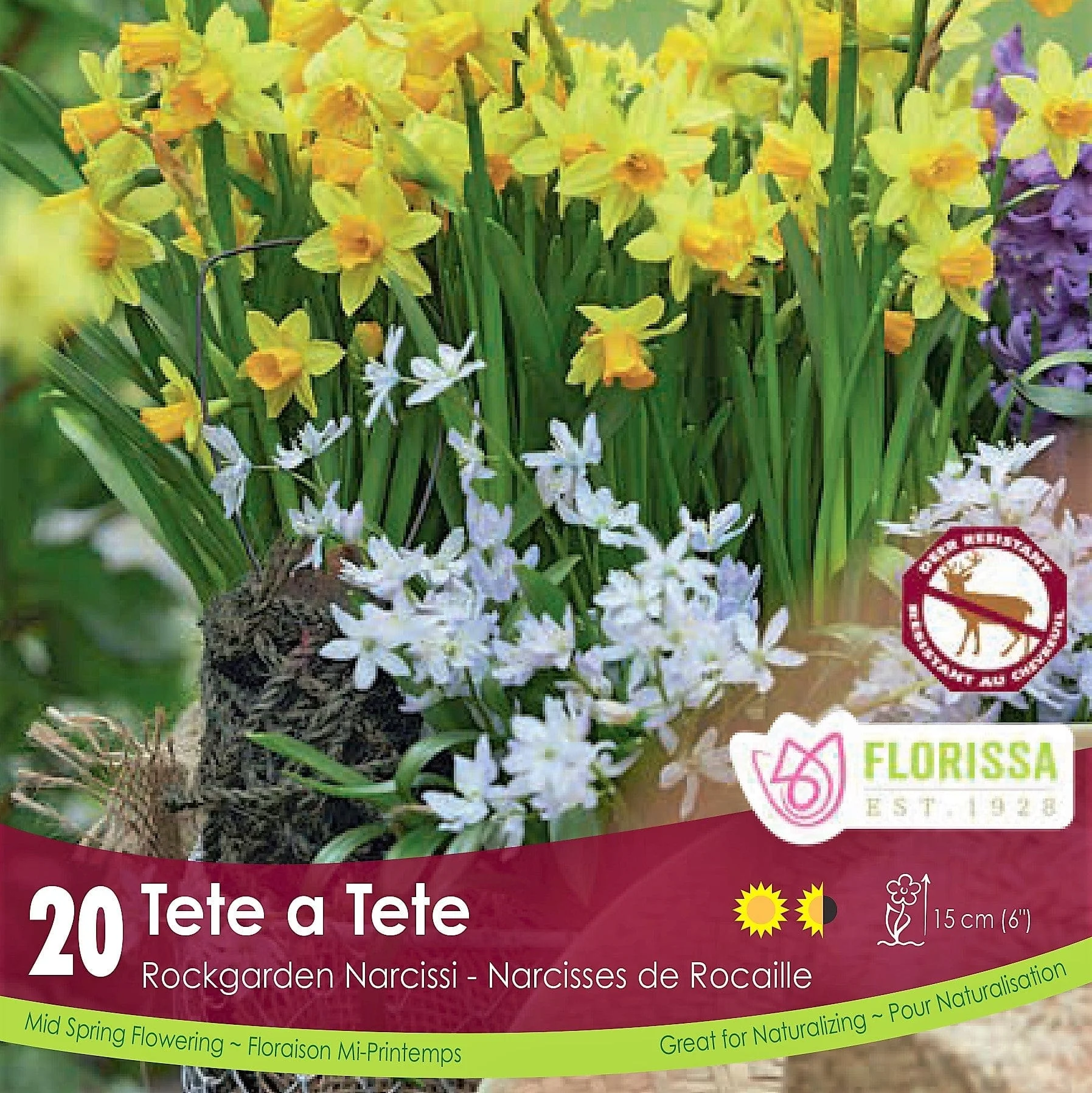 Narcissus - Tete a Tete - BONUS 20 Pack