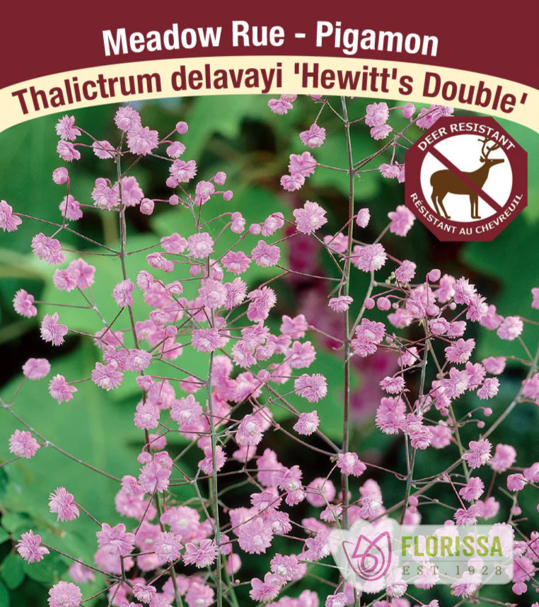 Thalictrum - Hewitt’s Double, 1 Pack