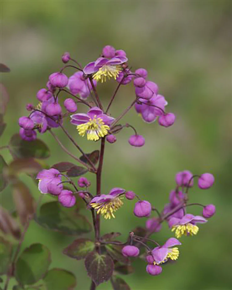 Thalictrum - Rochebrunianum, 1 Pack - Image 2