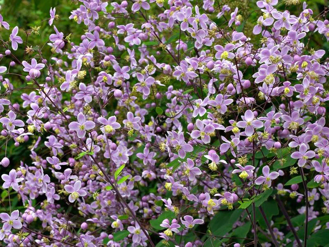 Thalictrum - Rochebrunianum, 1 Pack - Image 3