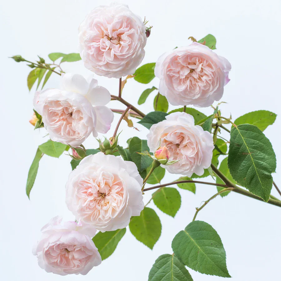 The Albrighton Rambler - David Austin Rose - Image 12