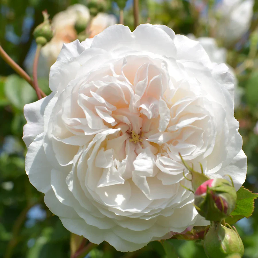 The Albrighton Rambler - David Austin Rose - Image 7