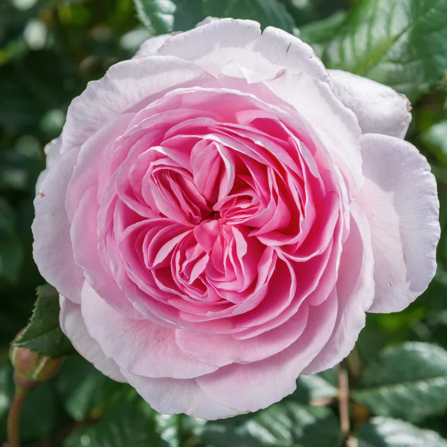 The Ancient Mariner - David Austin Rose