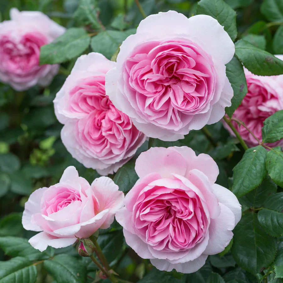 The Ancient Mariner - David Austin Rose - Image 2