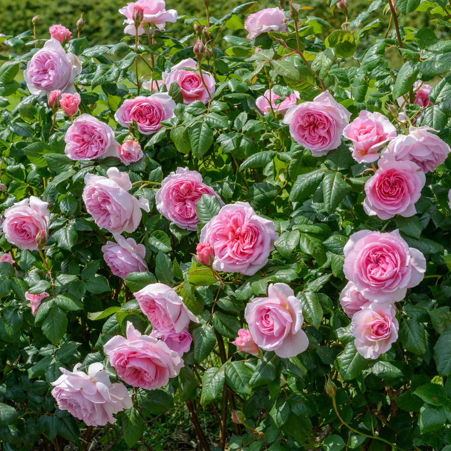 The Ancient Mariner - David Austin Rose - Image 3