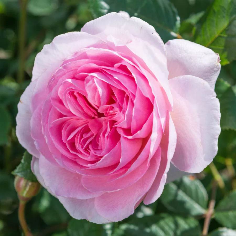 The Ancient Mariner - David Austin Rose - Image 4