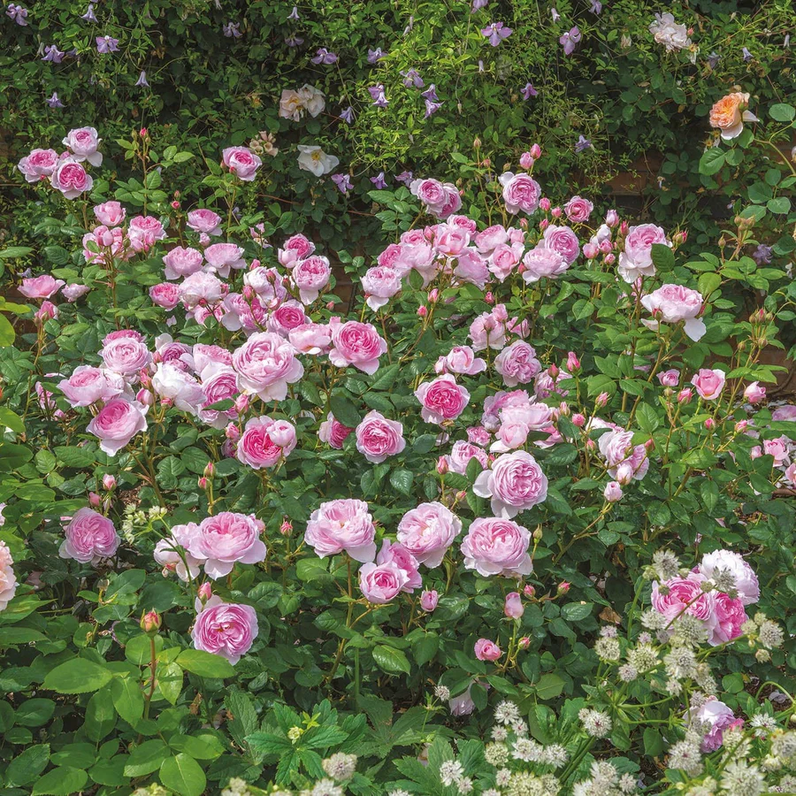 The Ancient Mariner - David Austin Rose - Image 5