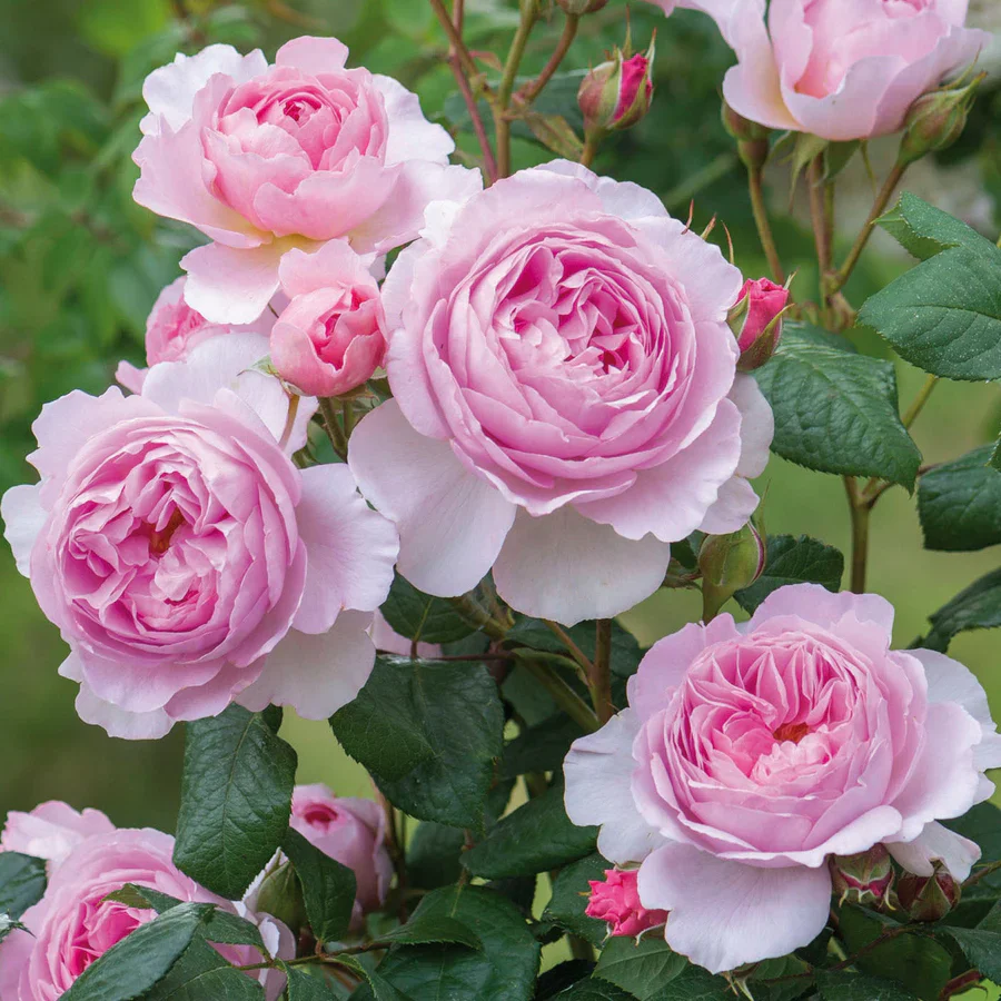The Ancient Mariner - David Austin Rose - Image 7