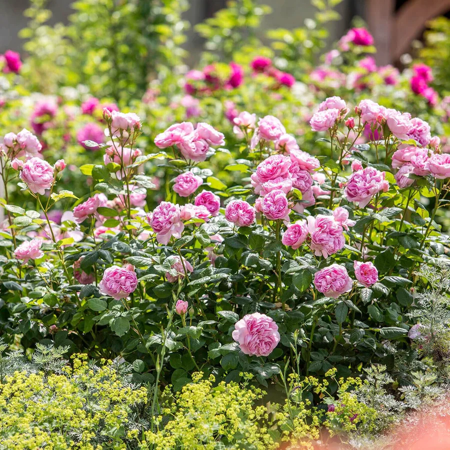 The Ancient Mariner - David Austin Rose - Image 8
