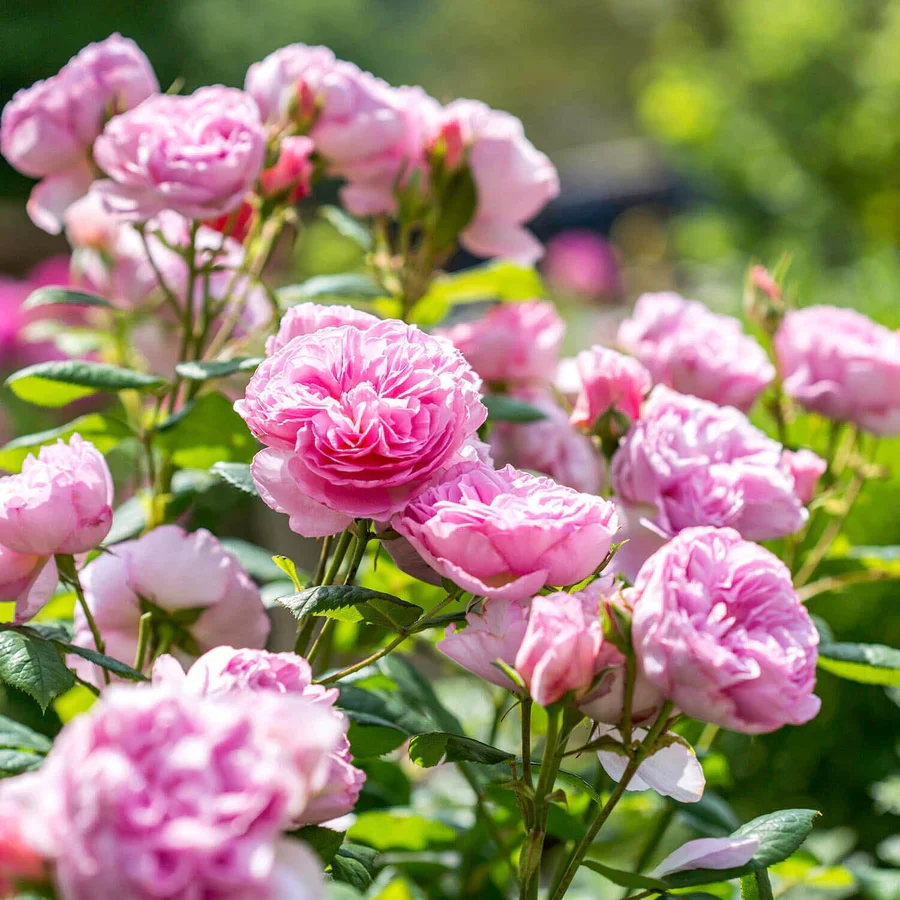 The Ancient Mariner - David Austin Rose - Image 9