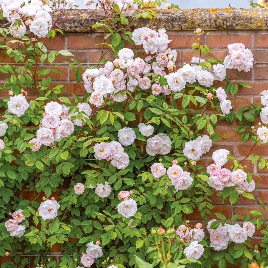 The Lady of the Lake - David Austin Rose - Image 2