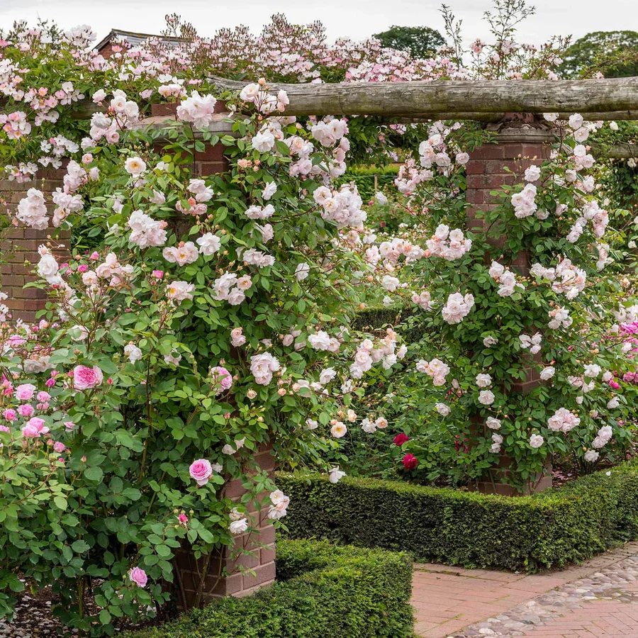 The Lady of the Lake - David Austin Rose - Image 3