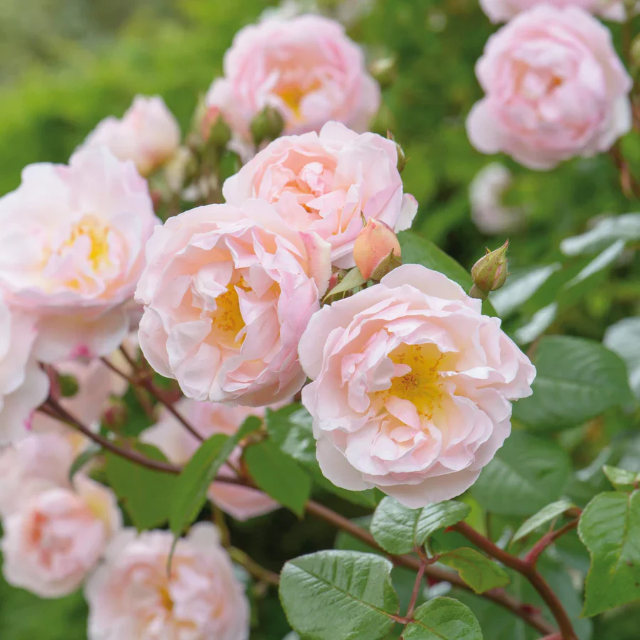 The Lady of the Lake - David Austin Rose - Image 4