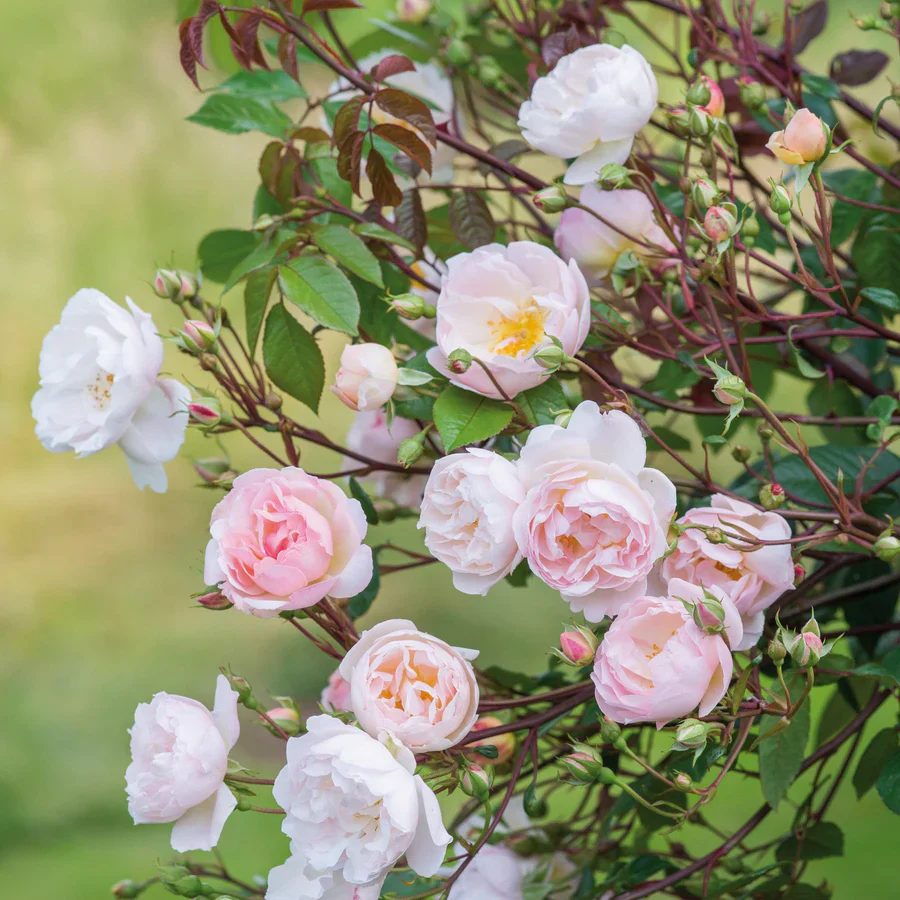 The Lady of the Lake - David Austin Rose - Image 5