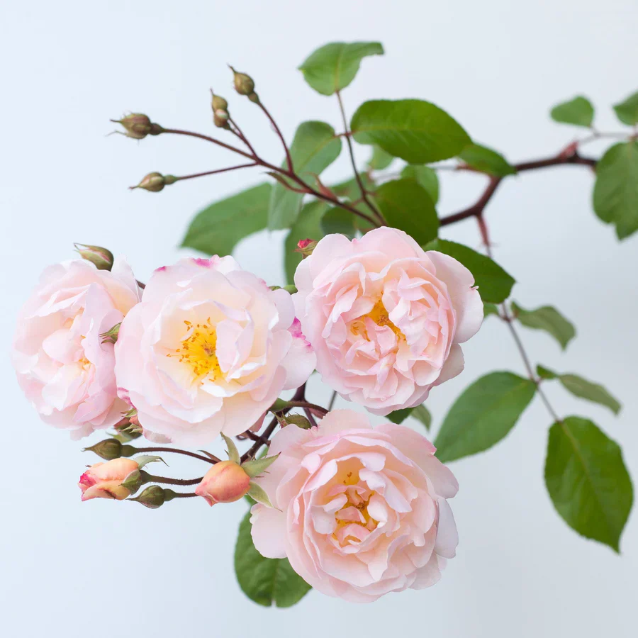 The Lady of the Lake - David Austin Rose - Image 6