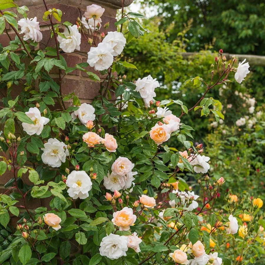 The Lady of the Lake - David Austin Rose - Image 7