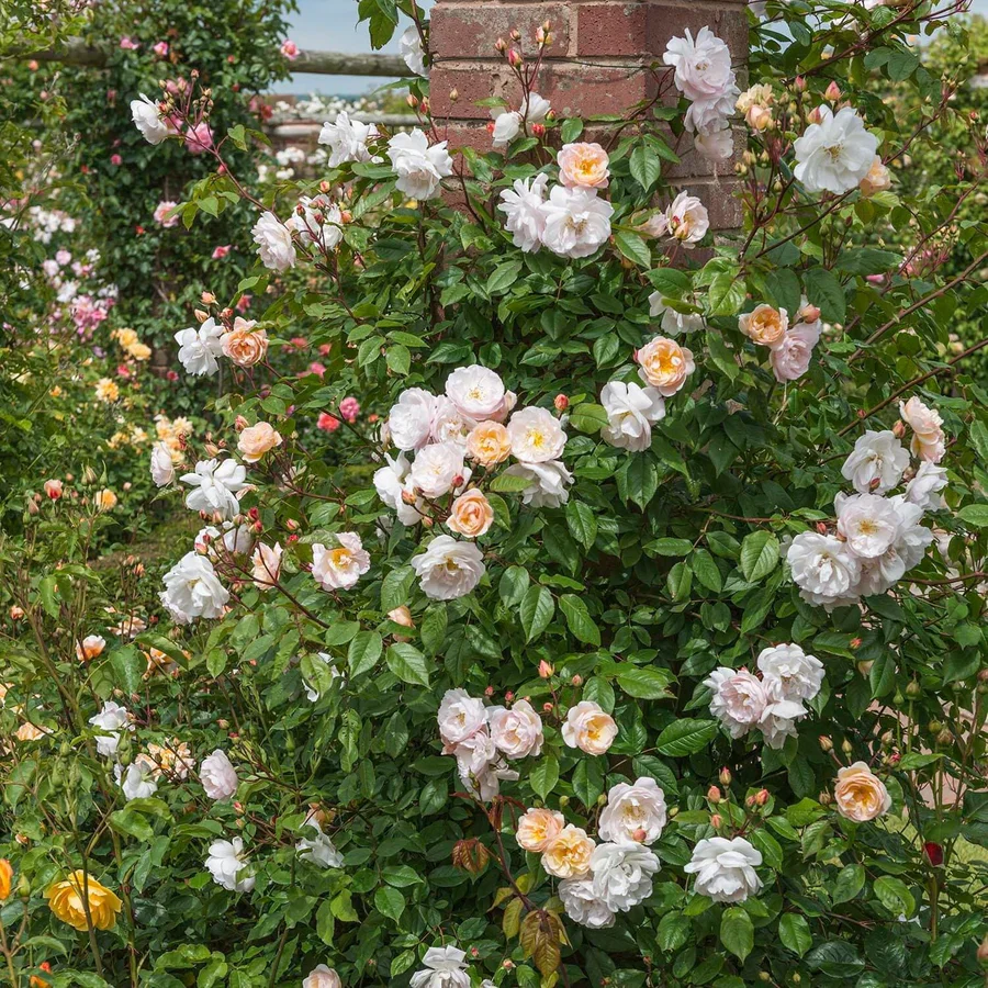 The Lady of the Lake - David Austin Rose - Image 8