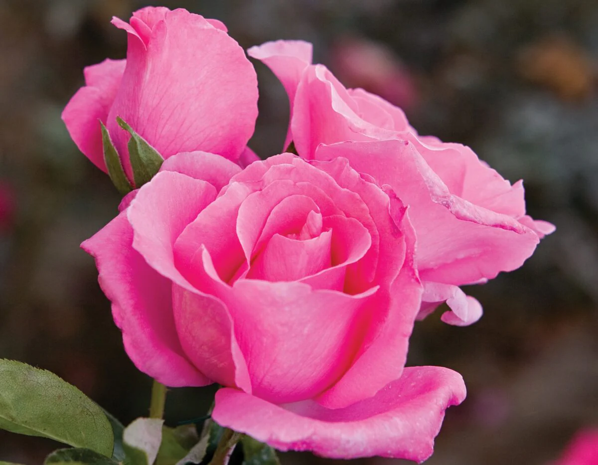 The McCartney Rose™ - Star Roses and Plants - Image 2