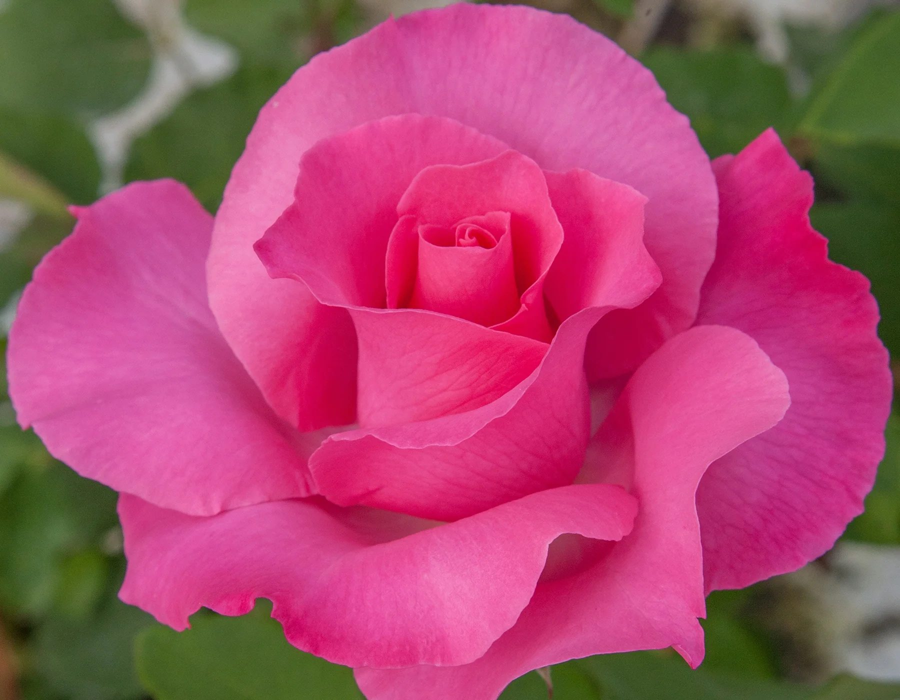 The McCartney Rose™ - Star Roses and Plants - Image 3