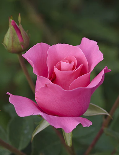 The McCartney Rose™ - Star Roses and Plants - Image 4