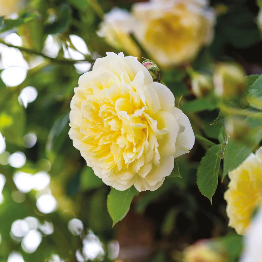 The Pilgrim - David Austin Rose - Image 10