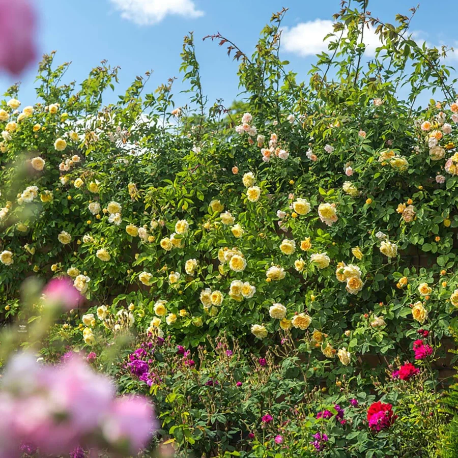 The Pilgrim - David Austin Rose - Image 11