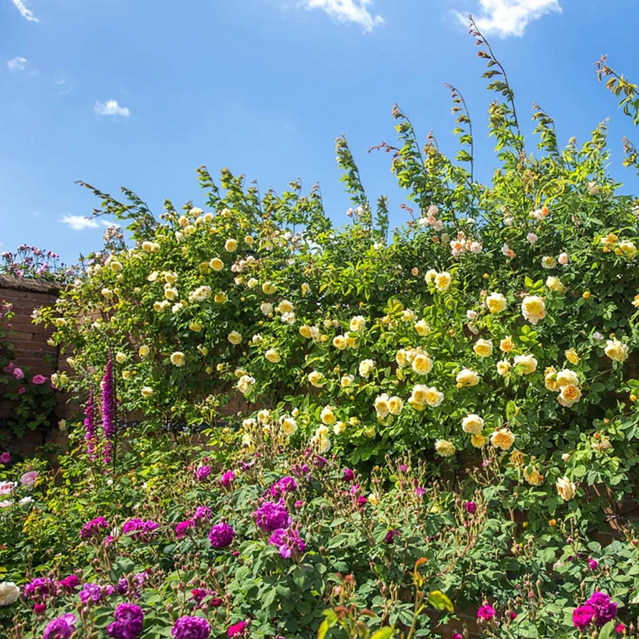 The Pilgrim - David Austin Rose - Image 12