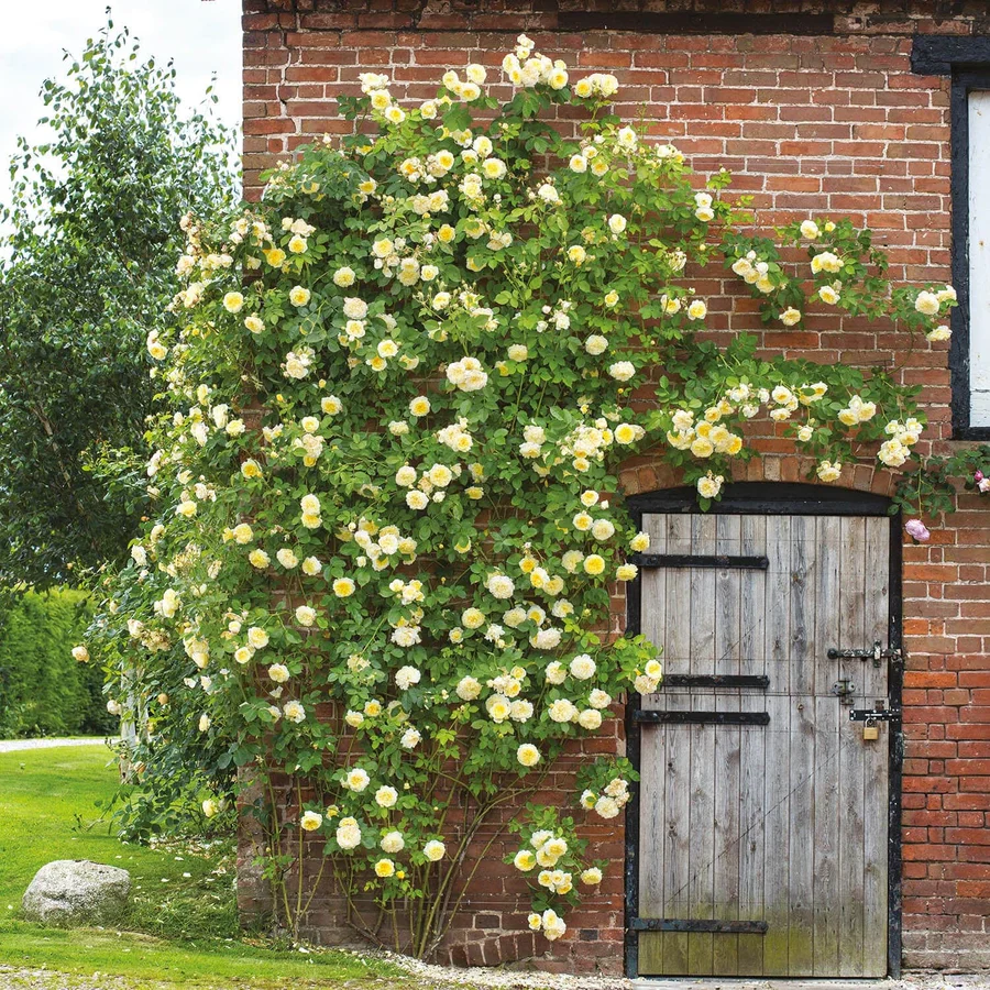 The Pilgrim - David Austin Rose - Image 13