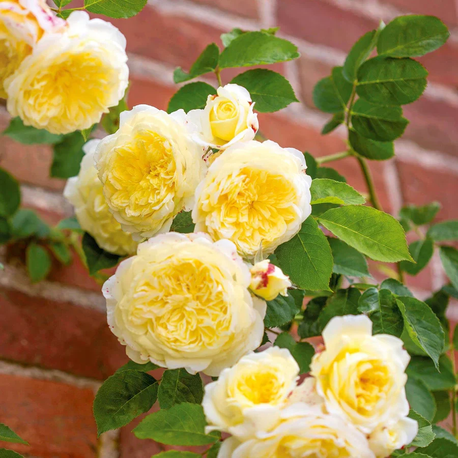 The Pilgrim - David Austin Rose - Image 2