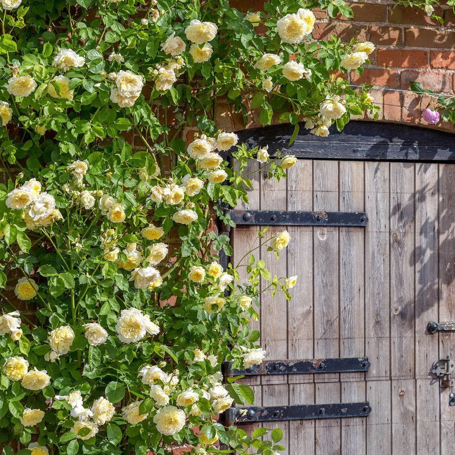 The Pilgrim - David Austin Rose - Image 3