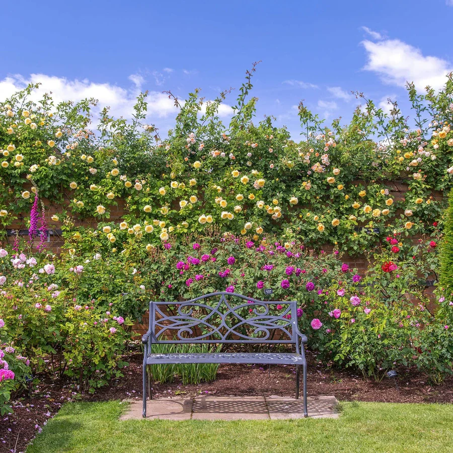 The Pilgrim - David Austin Rose - Image 4