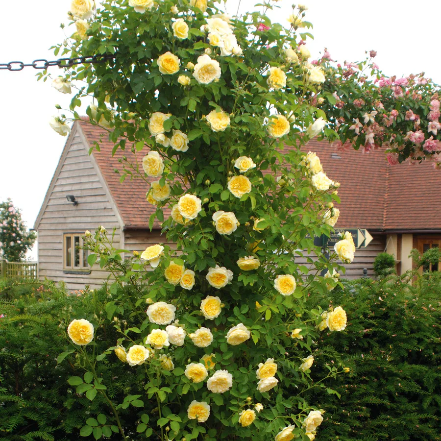 The Pilgrim - David Austin Rose - Image 5