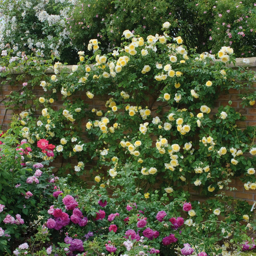 The Pilgrim - David Austin Rose - Image 6